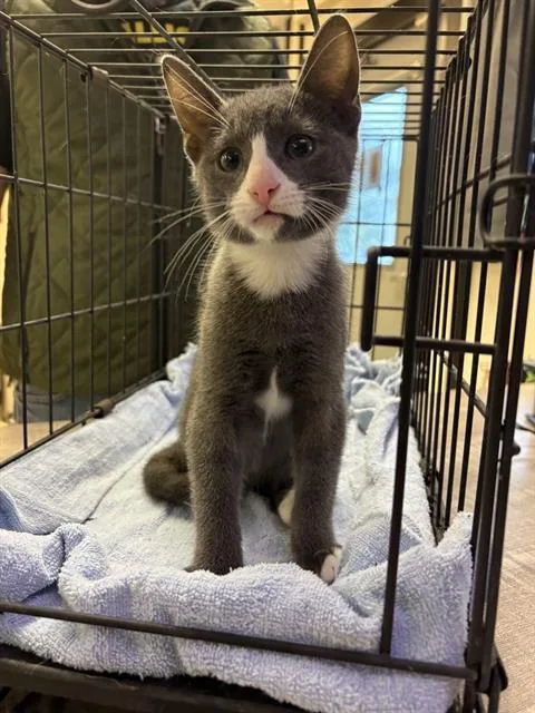 A baby small-sized male Domestic Medium Hair cat named Gris for adoption in Sugar Land, TX