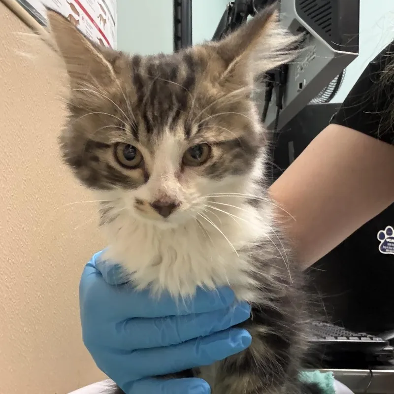 A baby small-sized male Brown / Chocolate Domestic Long Hair cat named Kiwi for adoption in Tacoma, WA