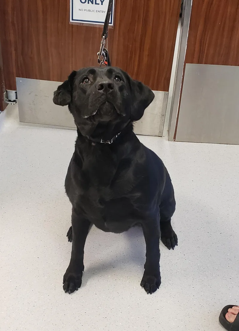 An adult large-sized female Black Labrador Retriever dog named Sasha for adoption in Allen, TX