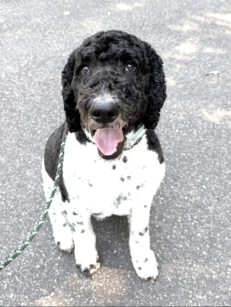 An adult large-sized male Sheepadoodle dog named Bumper for adoption in Richmond, VA