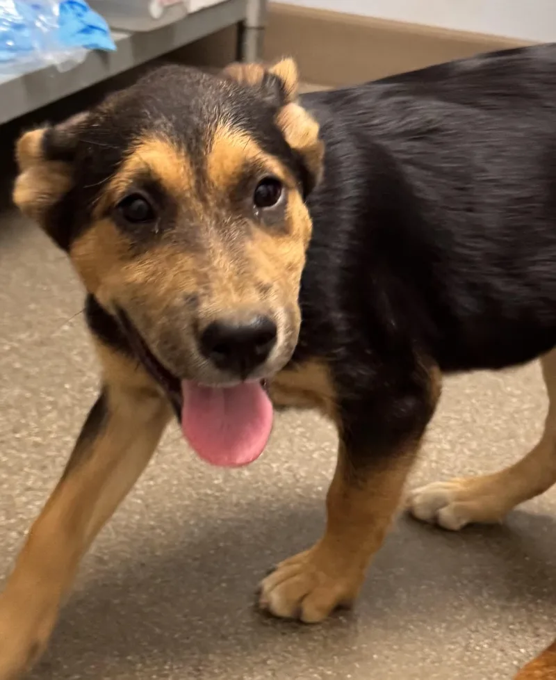 A baby medium-sized female Husky dog named Muffin for adoption in Chico, CA
