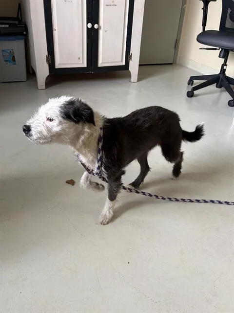 A young medium-sized male Border Collie dog named Domino for adoption in Santa Cruz, CA