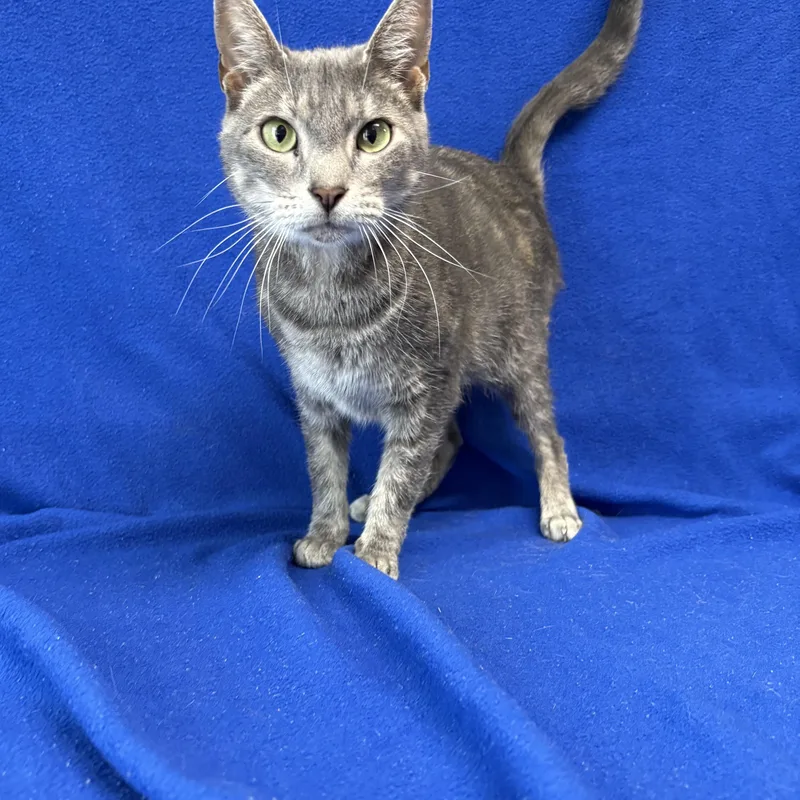 An adult medium-sized female Dilute Tortoiseshell Domestic Short Hair cat named Cleo for adoption in Valdosta, GA