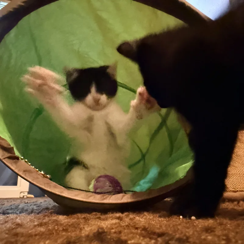 Dumpling thumbnail 3
