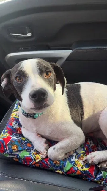 Oreo Yr Ava