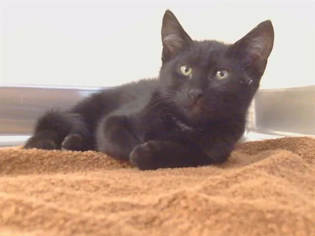A baby small-sized male Domestic Short Hair cat named Wendell for adoption in Sacramento, CA