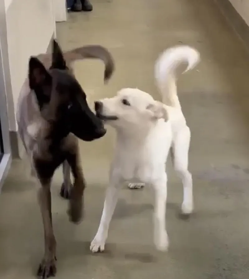 A young large-sized male Belgian Shepherd / Malinois dog named Zip for adoption in Kankakee, IL