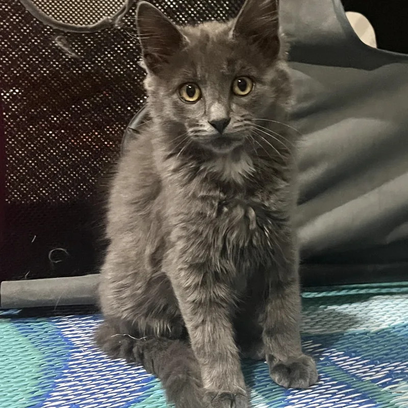 A baby large-sized male Gray / Blue / Silver Domestic Medium Hair cat named Gandalf The Grey for adoption in OVERLAND PARK, KS
