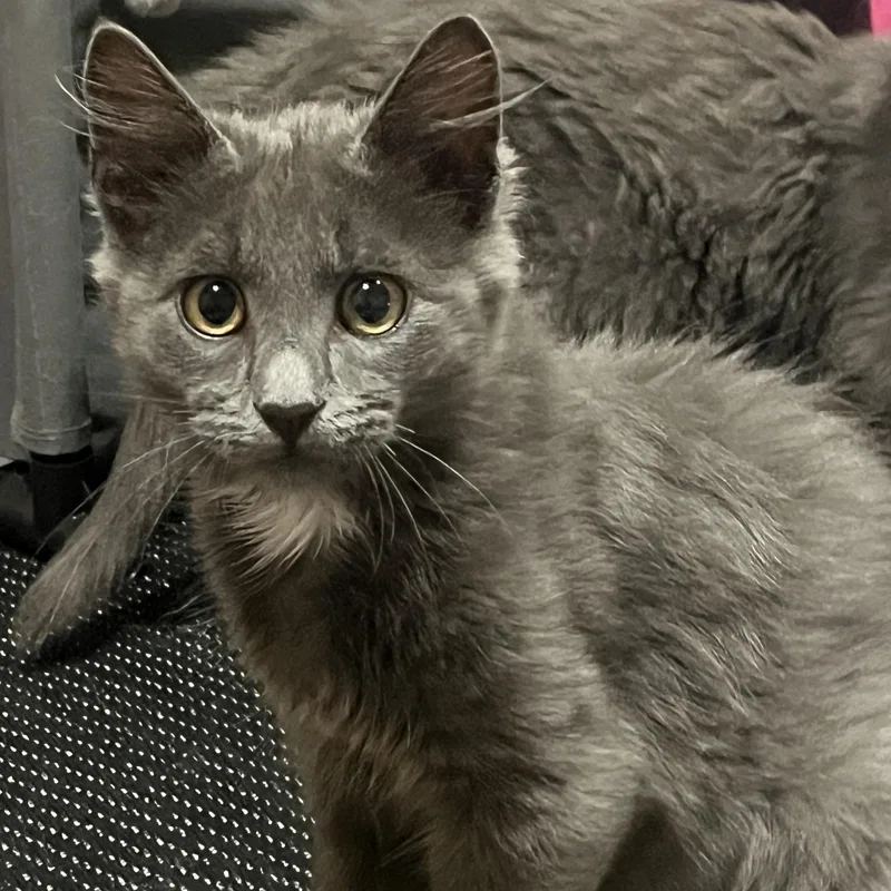 Gandalf The Grey thumbnail 2