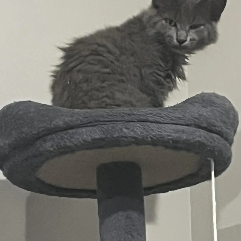 Gandalf The Grey thumbnail 3