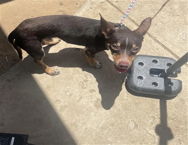 An adult small-sized male Mixed Breed dog named Macho for adoption in Dallas, TX