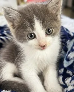 A baby medium-sized female Gray & White Domestic Short Hair cat named Twix for adoption in Toledo, OH