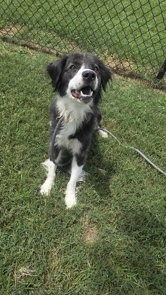 An adult medium-sized male Collie dog named King "Chief" for adoption in Evansville, IN