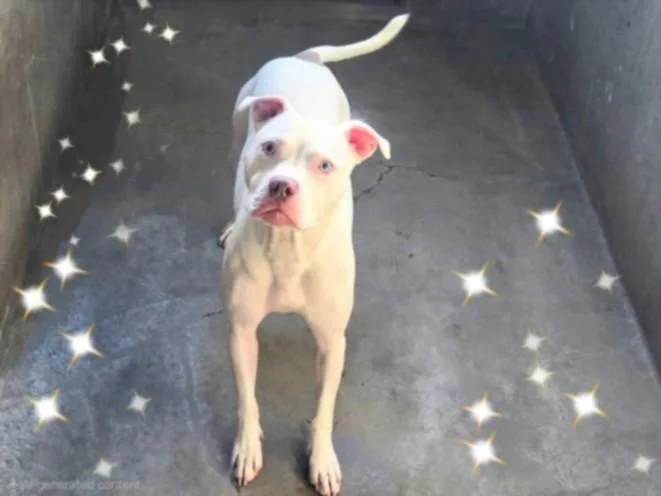 A young medium-sized female Staffordshire Bull Terrier dog named Patch for adoption in Van Nuys, CA
