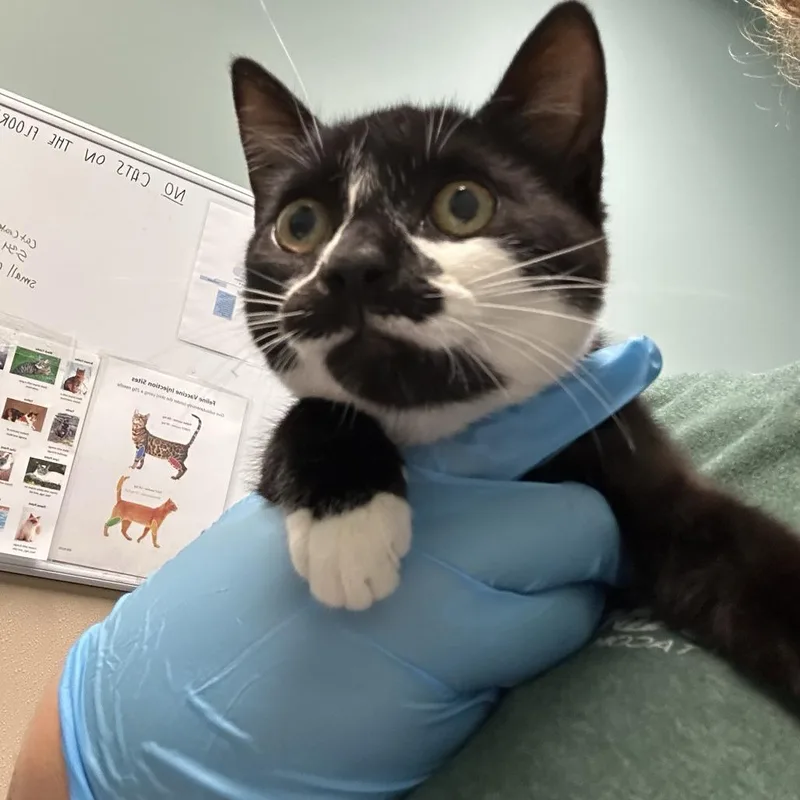 A baby small-sized female Black Domestic Short Hair cat named Journalism for adoption in Tacoma, WA