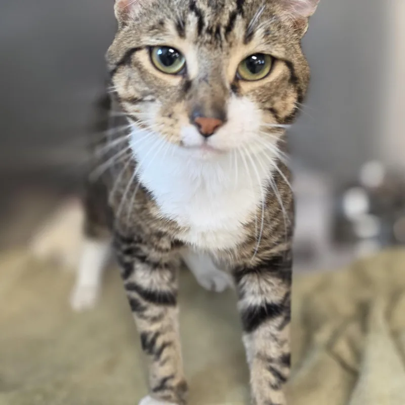 A young large-sized male Tabby (Gray / Blue / Silver) Tabby cat named Victor for adoption in Danville, VA
