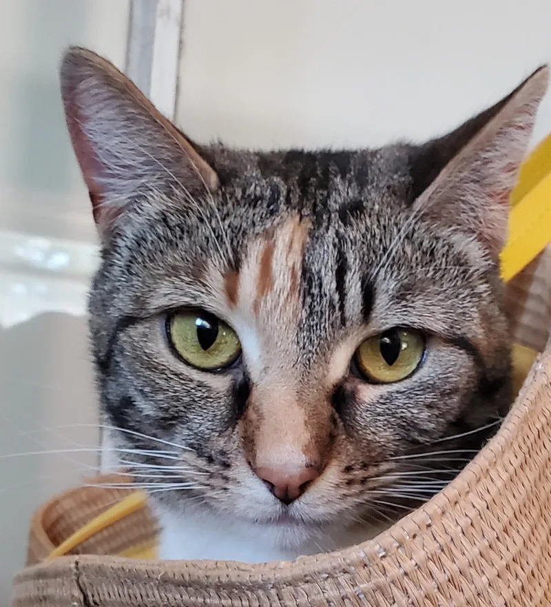 An adult medium-sized female Torbie Domestic Short Hair cat named Zarina for adoption in Camden, TN
