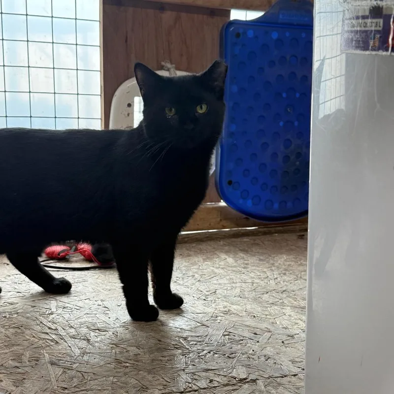 An adult medium-sized male Black Domestic Medium Hair cat named Jesse for adoption in Birdsboro, PA