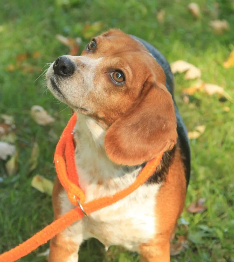 An adult medium-sized female Beagle dog named Edith for adoption in Utica, MI