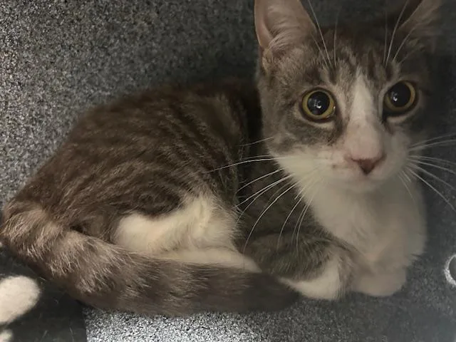 A young medium-sized male Domestic Short Hair cat named Dr Pepper for adoption in Tulsa, OK