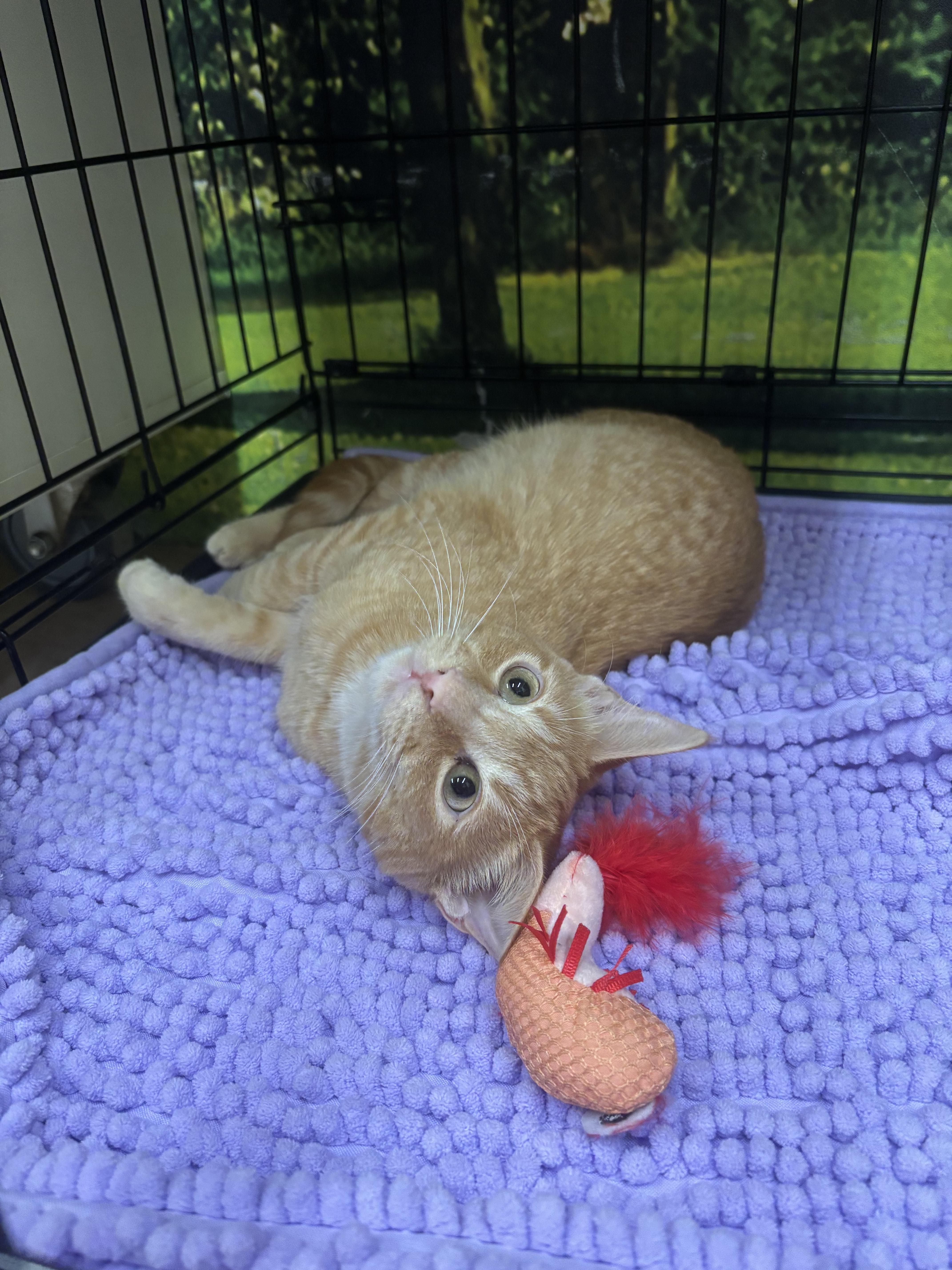 A young small-sized female Tabby (Orange / Red) Domestic Short Hair cat named Sweet Potato for adoption in Statesboro, GA