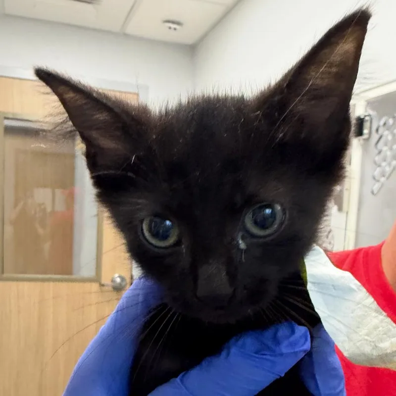 A baby small-sized female Black Domestic Short Hair cat named Nyra for adoption in Marshall, TX