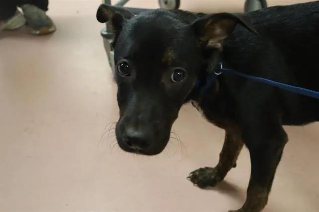 A baby small-sized female Mixed Breed dog named Dory for adoption in Columbia, SC
