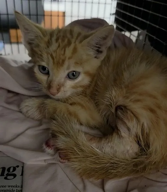 A baby small-sized male Domestic Short Hair cat named Sunny D for adoption in Fort Lauderdale, FL