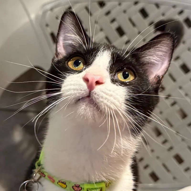 A baby small-sized female Brown / Chocolate Domestic Short Hair cat named Cocoa Powder for adoption in Tucson, AZ