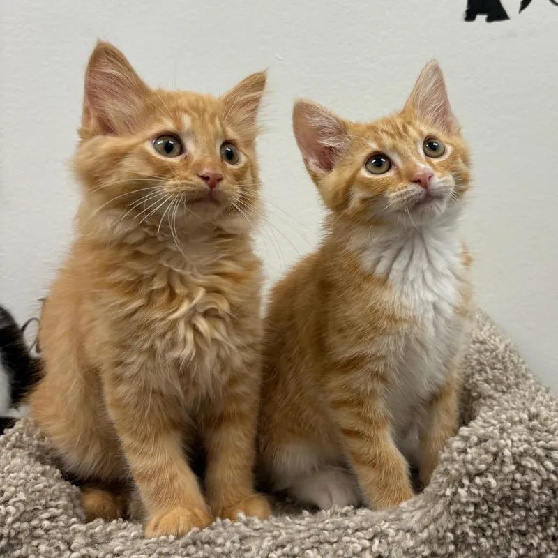 A baby small-sized male Orange / Red Domestic Medium Hair cat named Drake for adoption in Falls Church, VA