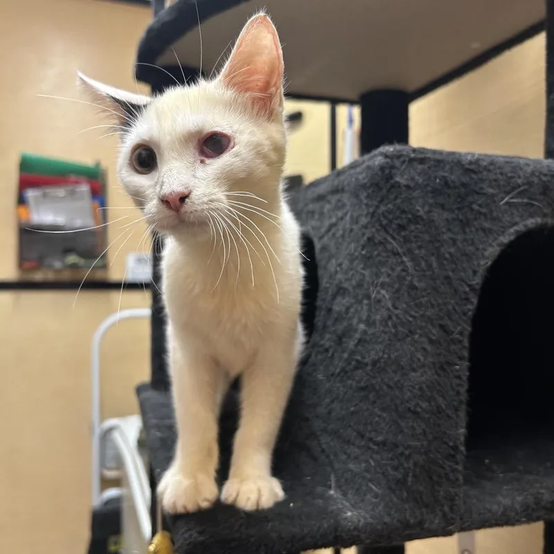 A young small-sized male White Domestic Short Hair cat named Blink for adoption in Hemet, CA