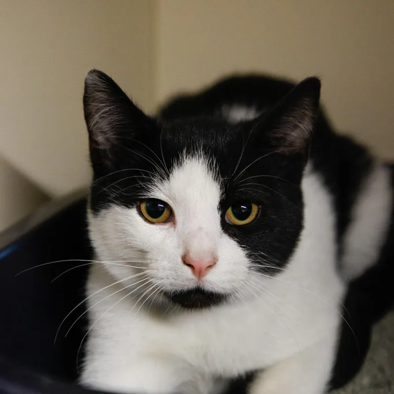 A baby small-sized male Black Domestic Short Hair cat named Jinx for adoption in Tampa, FL