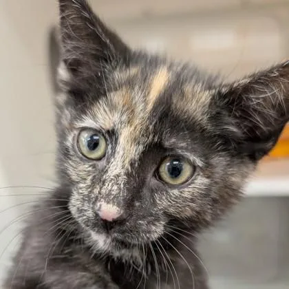 Nala