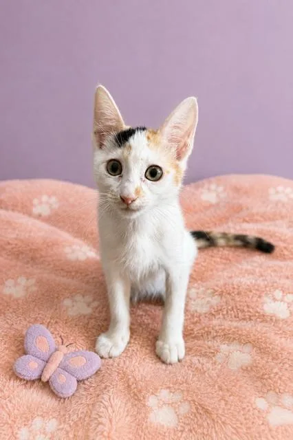 A baby medium-sized female Calico cat named Nova for adoption in Gardena, CA