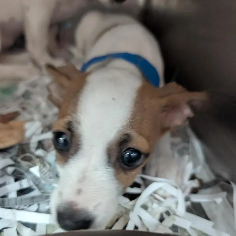 A baby small-sized male White / Cream Mixed Breed dog named Joey for adoption in Lakeland, FL