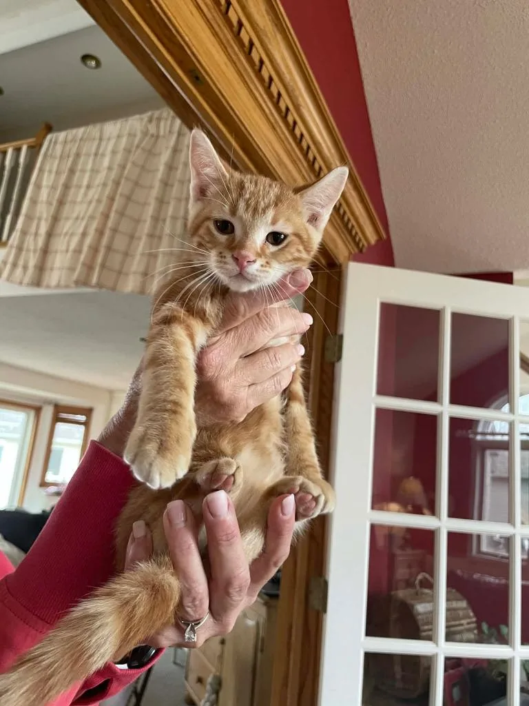 A baby medium-sized male Domestic Short Hair cat named Rigby for adoption in St. Cloud, MN