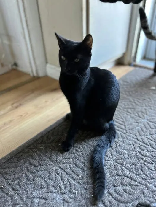 A young medium-sized female Black Domestic Short Hair cat named Soy for adoption in Reading, PA