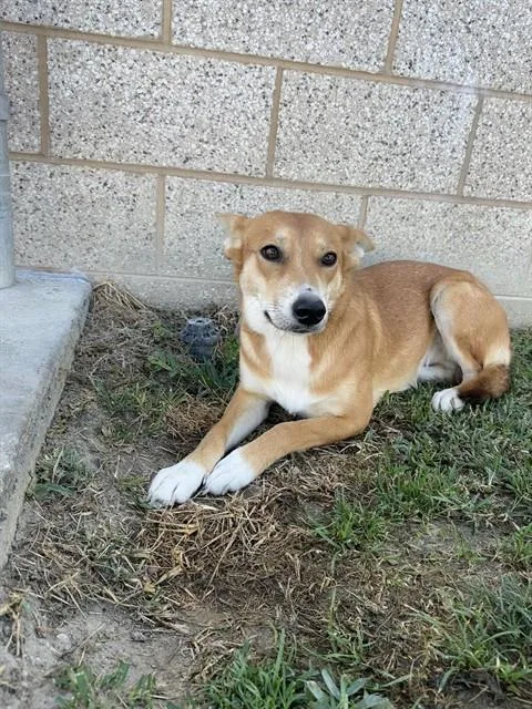 A young large-sized female Shepherd dog named Vixee for adoption in Riverside, CA