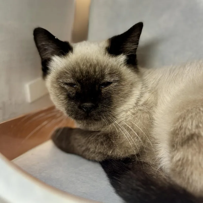 A baby small-sized male Domestic Short Hair cat named Gregory for adoption in Glenwood Springs, CO