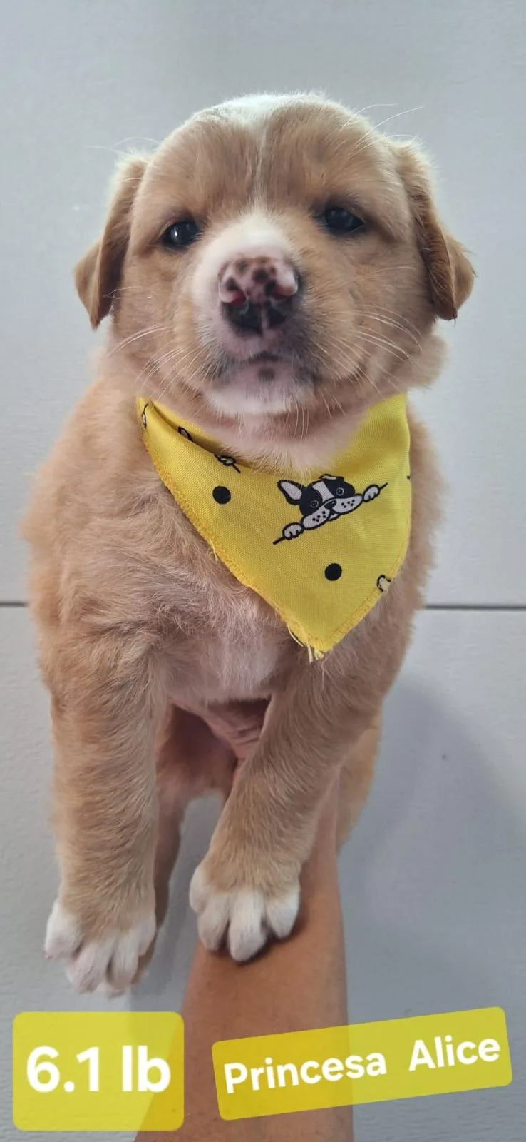 Princess Alice “disney Litter” thumbnail 2