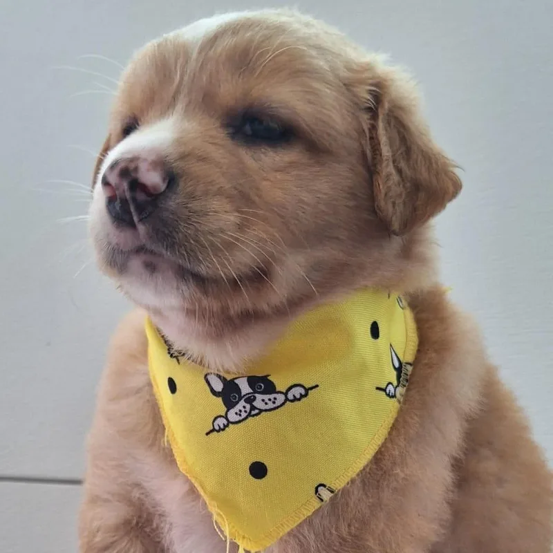 Princess Alice “disney Litter” thumbnail 3