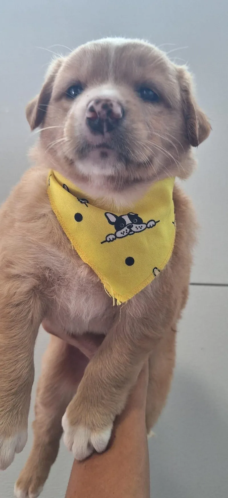 Princess Alice “disney Litter” thumbnail 4