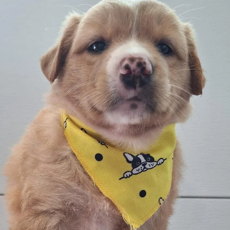 Princess Alice “disney Litter” thumbnail 5