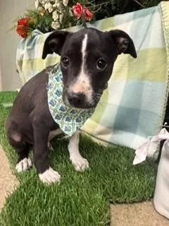 A baby medium-sized male Black American Staffordshire Terrier dog named Button for adoption in Visalia, CA