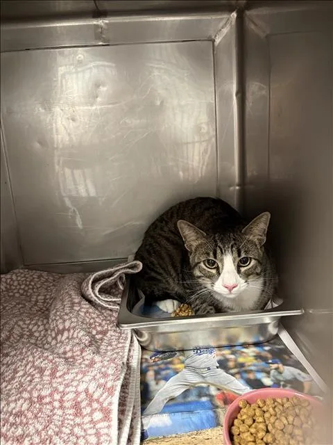 An adult medium-sized male Domestic Short Hair cat named Tobey for adoption in Chatsworth, CA