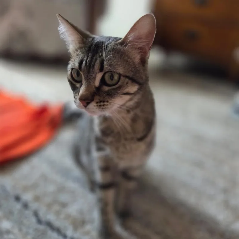 An adult medium-sized female Black Domestic Short Hair cat named Rhonda for adoption in Kanab, UT