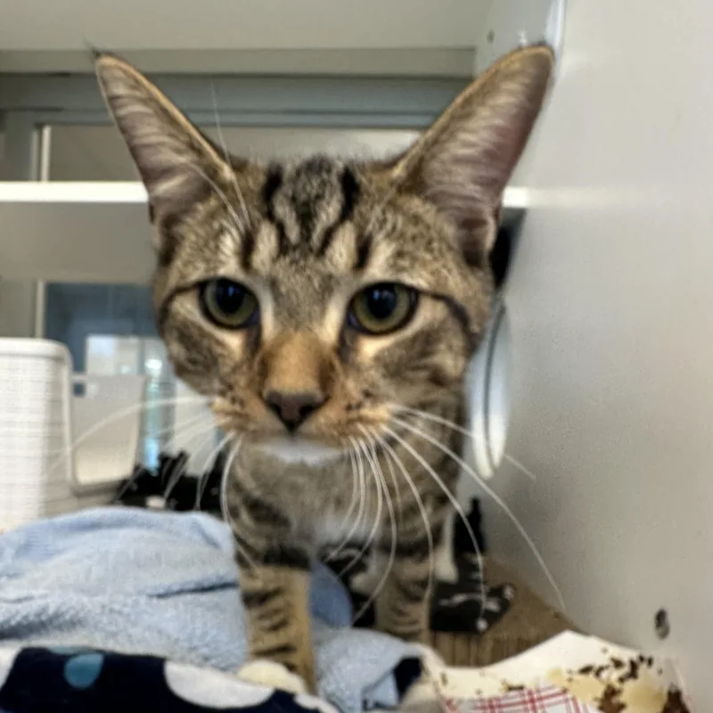 A baby medium-sized male Tabby (Brown / Chocolate) Domestic Short Hair cat named Doughboy for adoption in Manassas, VA