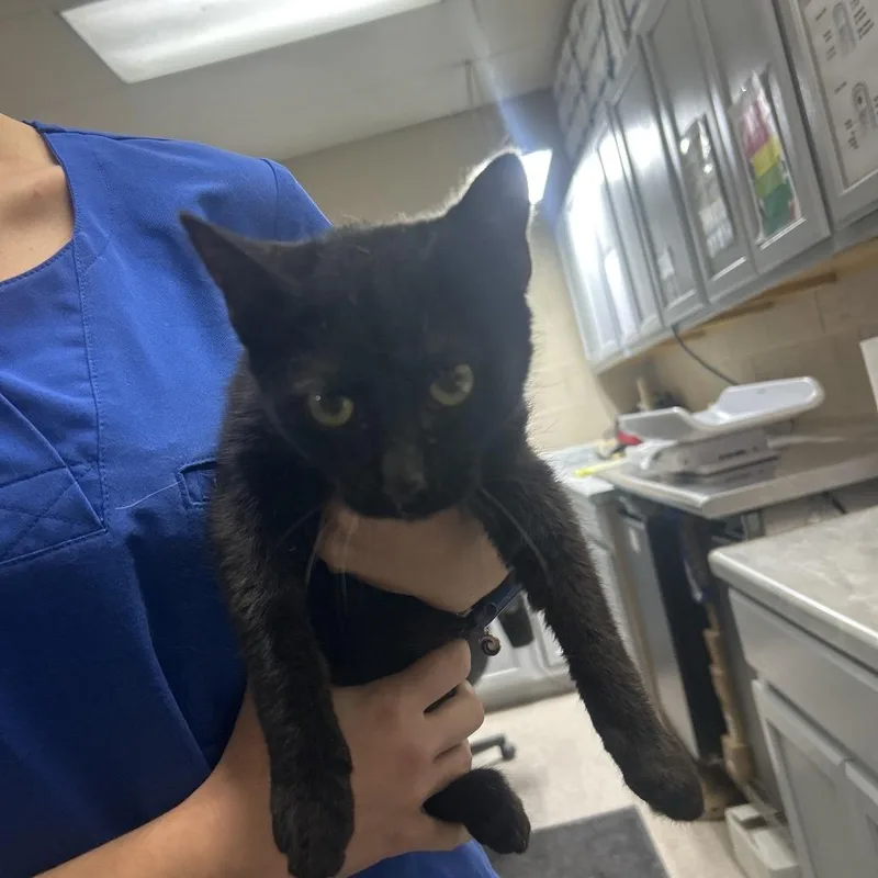 A baby small-sized male Black Domestic Short Hair cat named Ross for adoption in Lewisburg, WV
