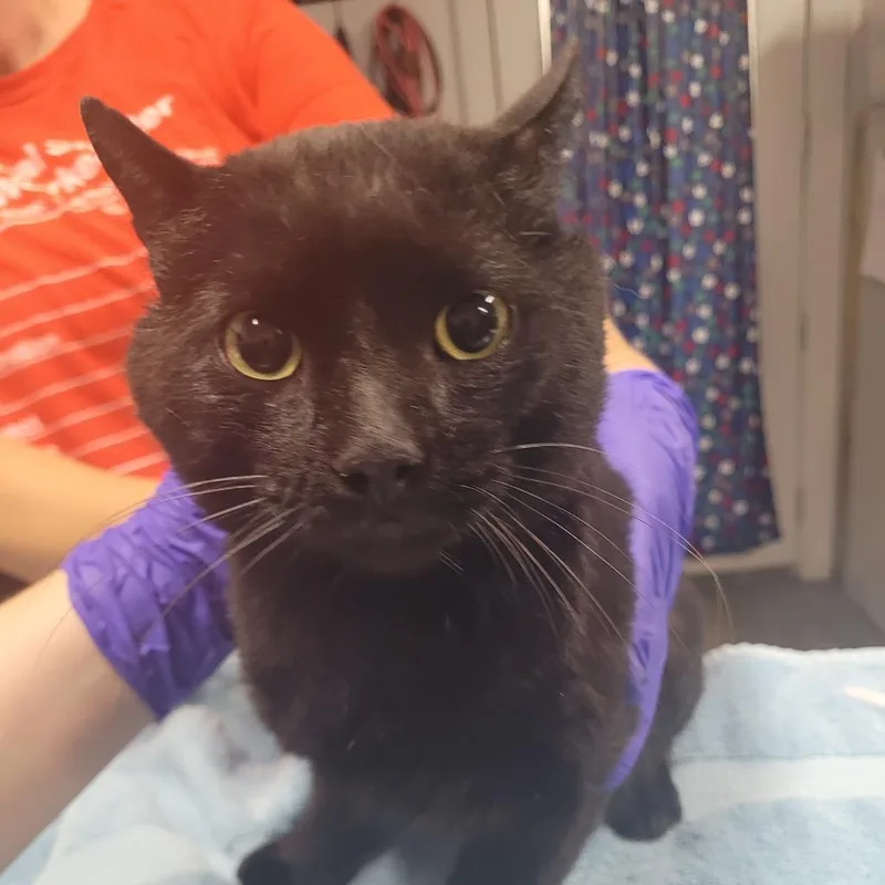 An adult medium-sized male Black Domestic Short Hair cat named Tee for adoption in Summerville, SC