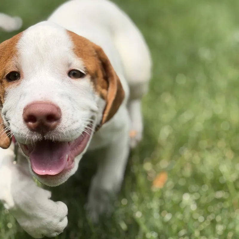 A baby medium-sized female White / Cream Hound dog named Winnie for adoption in Chatham, NJ